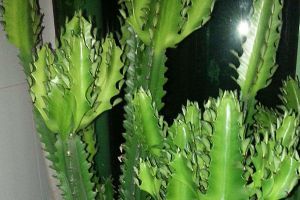 這花擺一盆放客廳，可以“辟邪”“旺運”，關(guān)鍵是好養(yǎng)