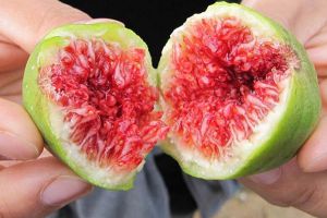 “無花果”剪個(gè)枝插土里，30天就生根，結(jié)的果子甜過蜜！