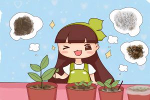 未來1個(gè)月，這8種花插土里就活，秋冬也能開！