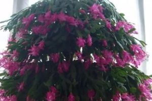 秋天砍1刀，長壽蟹爪蘭…1棵開出5色花，呼呼竄成花瀑布！
