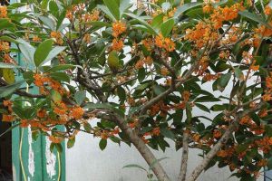 這種花，養(yǎng)1盆在家，開(kāi)花時(shí)滿院飄香，最適合用來(lái)做糕點(diǎn)！