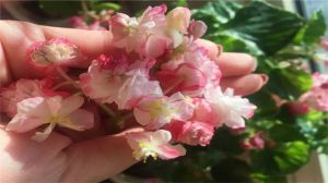 綠蘿吊蘭種膩了，換這6種花放客廳，四季開花看不停！