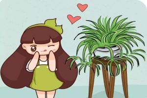 吊蘭葉子全砍光，一夜冒出15個(gè)芽，1個(gè)月就爆盆！