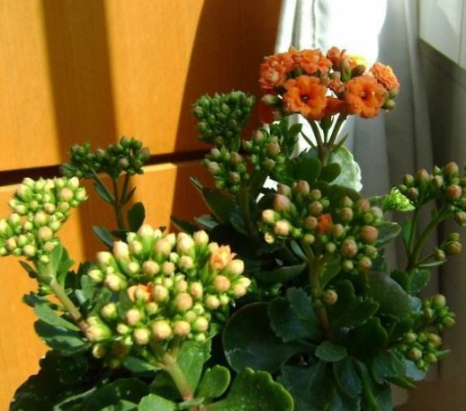 長(zhǎng)壽花