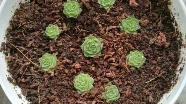 大學(xué)四年，他把宿舍變成了小花園， 舍管大爺都要羨慕死了！