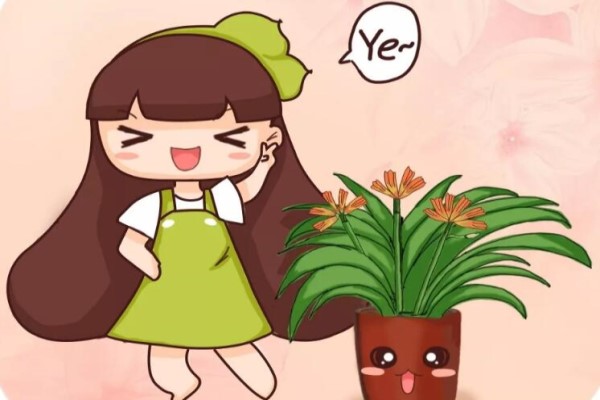 君子蘭秋天這樣養(yǎng)，葉子油光發(fā)亮，花苞呼呼竄！