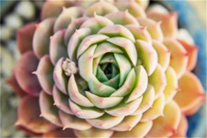 老婆是個多肉迷，是一種什么體驗(yàn)？