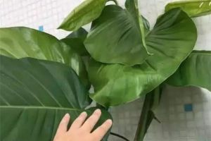 綠蘿一碰塑料瓶，根系蹭蹭冒，葉子比巴掌還大！