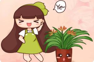 君子蘭秋天這樣養(yǎng)，葉子油光發(fā)亮，花苞呼呼竄！