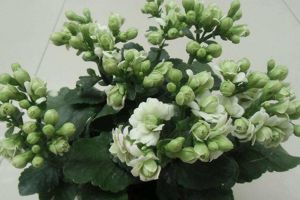 秋天來了，趕緊給“長壽花”盆里加點(diǎn)“它”，花苞開的攔不??！