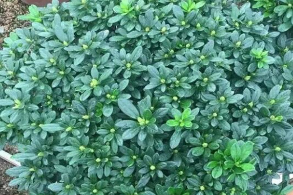 秋天把它丟盆里，葉子油綠花開爆，10年不爛根！