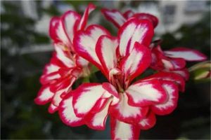 眼饞！50種絕色天竺葵，美過牡丹月季，養(yǎng)1盆365天有花看！
