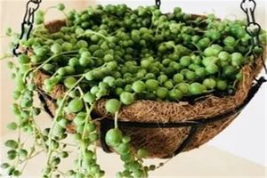農(nóng)村老物件拿來養(yǎng)花，美成一幅畫，城里人都要羨慕死了！