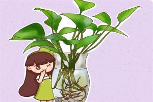這5種花扔水里，10天長出大白根，葉子肥的能滴油！