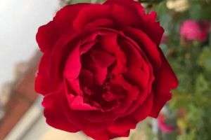 中國(guó)這17種月季，花大飽滿，比歐月好看多了！