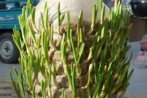 油桶戳個洞，10天就變小菜園，一年不用花錢買菜了！