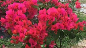 “三角梅”不開花可急死人，急著羨慕別人，不如讓它多曬曬太陽