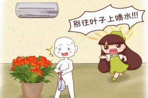 這10種花，千萬別朝葉片噴水，否則噴1盆死1盆！