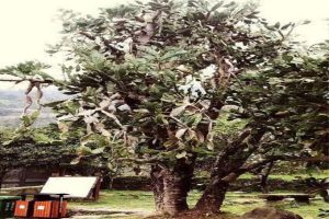 50年的牡丹，110年的仙人掌，這些花歲數(shù)竟比你還大！