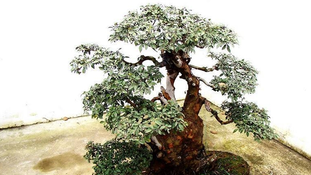 農(nóng)村山里到處見的“木頭疙瘩”，挖回家養(yǎng)，做成盆栽比綠蘿好看100倍