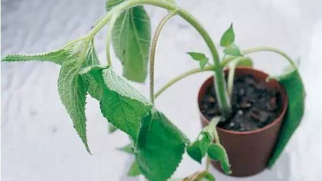 秋天你還在用這3種水澆花？快停手，不然花都要被你澆死了