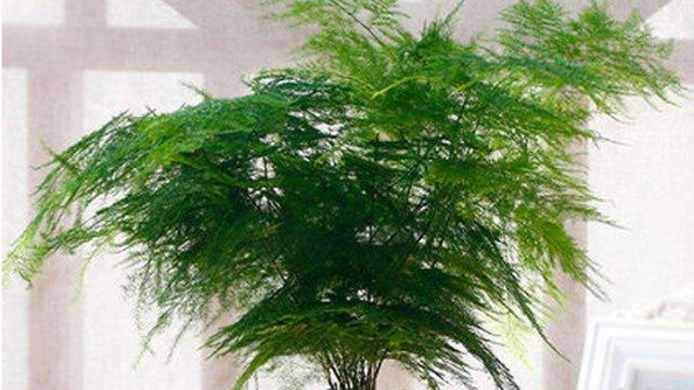 “文竹”總怕養(yǎng)不好？沒那么難，施肥做得好文竹也能綠油油！
