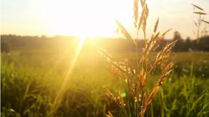 這3種植株不能“曬”，你把它放陽臺上養(yǎng)，不黃葉才怪！