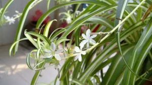 舍不著孩子套不找狼，不把這些花的葉子都剪掉，花基本會“死翹翹”