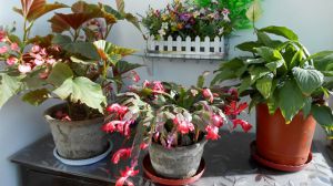 誰說養(yǎng)花“費錢”，路邊撿這3樣?xùn)|西，用上點啥花都能長得旺！