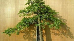 冬天把“榆樹”養(yǎng)在院子里，只要陽光好，不用管也能活