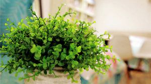 養(yǎng)花的土變硬怎么辦？別傻乎乎的澆水了，給花“換個(gè)盆”吧！