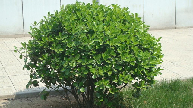 黃楊怎么養(yǎng)