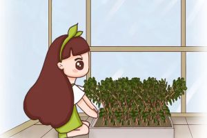 野菜還用出去挖？自己種點(diǎn)，天天能吃！