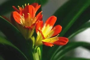 湯底倒盆里，花長(zhǎng)得太兇殘，半個(gè)月爆了3盆！