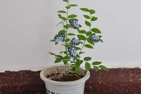 藍莓