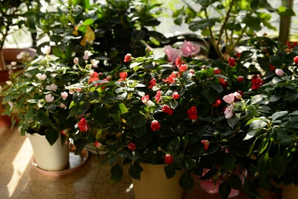 柳枝難找不用怕，把“它”弄碎兌點水，扦插綠植照樣發(fā)新芽