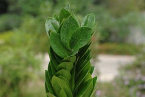 金錢樹開花嗎？