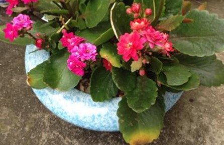長(zhǎng)壽花
