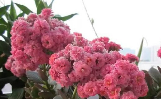 長(zhǎng)壽花