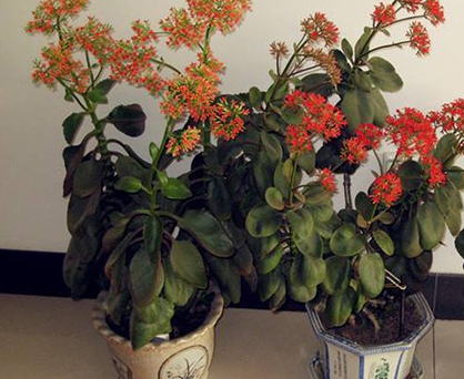 長(zhǎng)壽花
