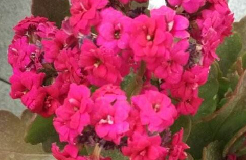長(zhǎng)壽花