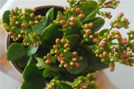 長(zhǎng)壽花