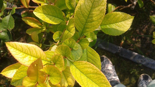 單位的“長(zhǎng)壽花”葉子發(fā)黃了，排查后才知道，原來(lái)是因?yàn)闆](méi)開(kāi)窗！