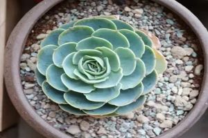 花爛了抹點(diǎn)它，立馬撿回一條命，起死回生蹭蹭爆盆！