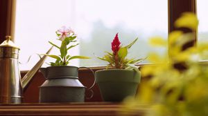 以后“廢水”不要倒，給花“喝”上點(diǎn)，盆盆長得旺！