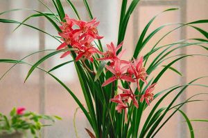 花期在什么時候？好好養(yǎng)護(hù)，建蘭花更靚更持久！