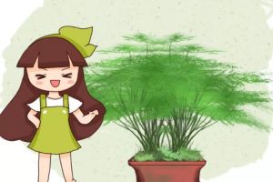 文竹長出小黑豆，鄰居把它扔盆里，1個(gè)月長成小竹林！