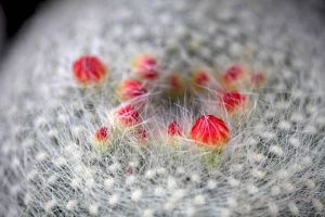 白雪光什么時(shí)候開花