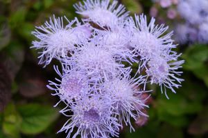 藿香薊什么時(shí)候開(kāi)花
