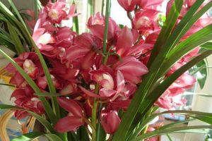 這種蘭花“開的旺”，開花的時候想不“爆盆”都難，特好看